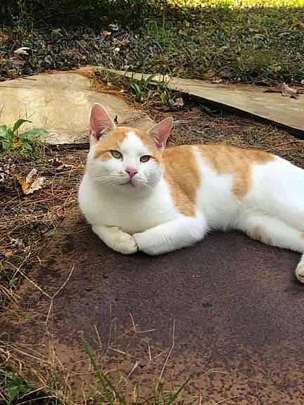 Milo Walker joined the competition — help win amazing prizes! aegean_cat, carnivore, cat, domestic_short_haired_cat, european_shorthair, fawn, felidae, grass, kitten, mammal, plant, polydactyl_cat, small_to_medium_sized_cats, tail, whiskers