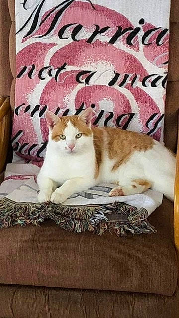 Milo Walker is registered to the contest to win money with this photo: aegean_cat, asian, carnivore, cat, domestic_short_haired_cat, european_shorthair, felidae, kitten, photo_caption, polydactyl_cat, small_to_medium_sized_cats, tabby_cat, tail, whiskers