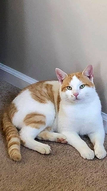 Milo Walker joined the competition — help win amazing prizes! aegean_cat, american_wirehair, arabian_mau, carnivore, cat, domestic_short_haired_cat, european_shorthair, fawn, felidae, kitten, mammal, paw, polydactyl_cat, small_to_medium_sized_cats, tabby_cat, tail, vertebrate, whiskers