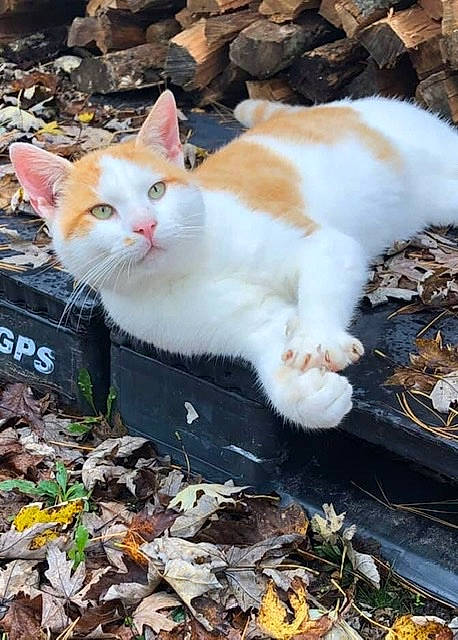 Milo Walker is registered to the contest to win money with this photo: aegean_cat, carnivore, cat, domestic_short_haired_cat, european_shorthair, fawn, felidae, fur, german_rex, kitten, polydactyl_cat, small_to_medium_sized_cats, tail, turkish_van, whiskers