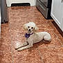 dog, poodle, white_dog, bow_tie, pet, indoor, kitchen, tile_floor, floor, appliance, stove, refrigerator, towel, striped_towel, animal, canine, lying_down, pet_accessory, domestic, household
