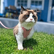 Pancake joined the competition — help win amazing prizes! cat, grass, outdoor, pet, animal, feline, blue_house, harness, leash, walking, greenery, sunlight, daylight, fur, whiskers, front_paw, portrait, cute, nature, domestic