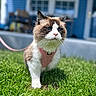 cat, grass, outdoor, pet, animal, feline, blue_house, harness, leash, walking, greenery, sunlight, daylight, fur, whiskers, front_paw, portrait, cute, nature, domestic