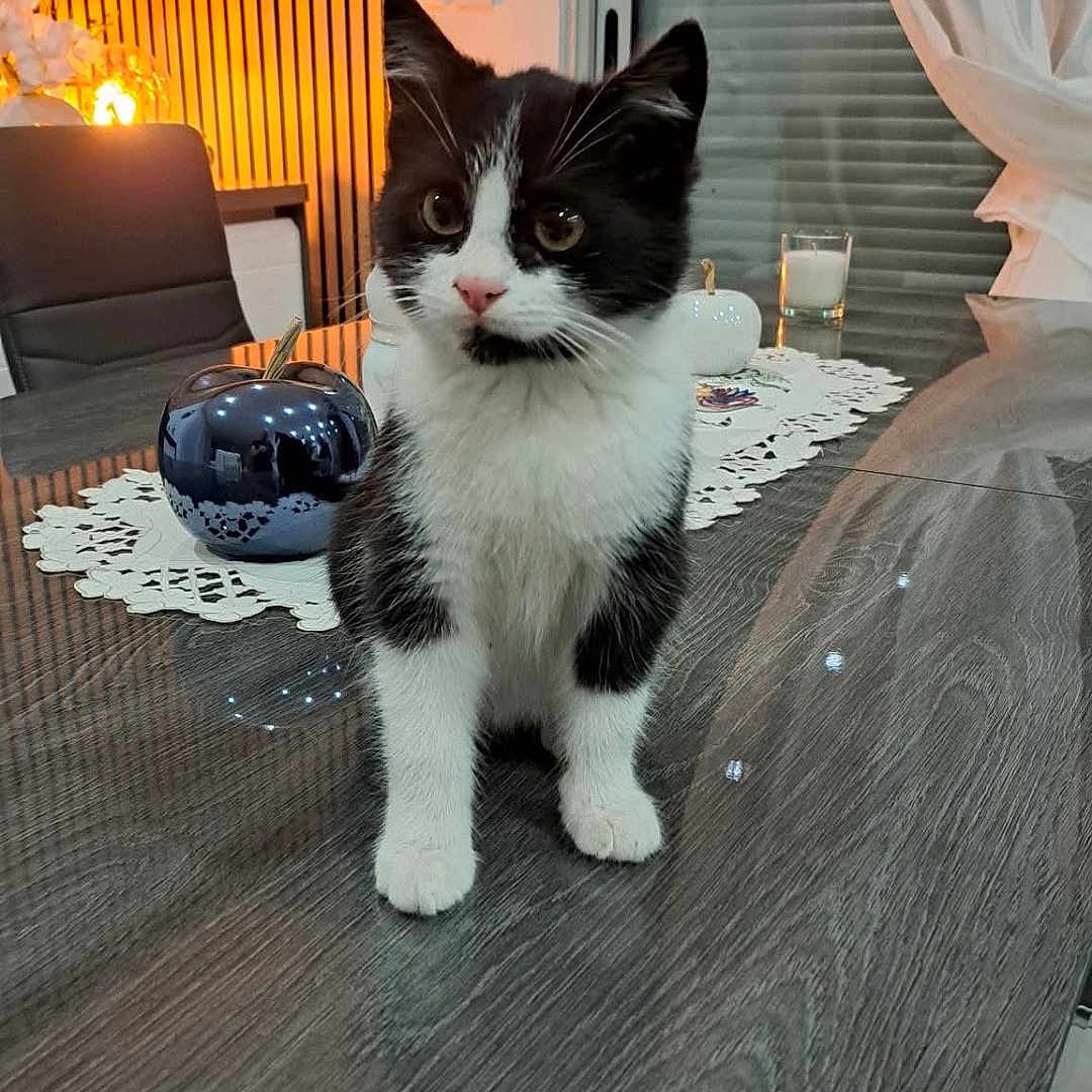 Stitch a rejoint le concours — aidez-le/la à gagner de superbes lots ! kitten, cat, black_and_white, table, wooden_table, indoor, decor, ceramic_pumpkin, lace_runner, chair, curtains, glass, window, lighting, cozy, pet, furniture, small_animal, domestic, curious