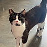 Stitch participe au concours pour gagner de l'argent avec cette photo : cat, black_and_white, indoor, pet, animal, floor, curious, standing, tail_up, whiskers, feline, looking_at_camera, domestic_cat, four_legs, ears_up, short_hair, alert, close_up, cute, friendly