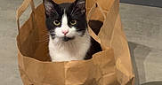 Stitch a rejoint le concours — aidez-le/la à gagner de superbes lots ! cat, paper_bag, indoor, floor, black_and_white, curious, pet, animal, domestic, kitchen, furniture, table, person, leg, colorful, crumpled, sitting, looking, whiskers, ears