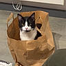 cat, paper_bag, indoor, floor, black_and_white, curious, pet, animal, domestic, kitchen, furniture, table, person, leg, colorful, crumpled, sitting, looking, whiskers, ears