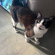 Stitch a rejoint le concours — aidez-le/la à gagner de superbes lots ! cat, black_and_white, pet, indoor, floor, couch, blanket, tail, curious, animal, feline, whiskers, ears, eyes, sunlight, shadow, home, domestic, looking_up, standing