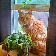 Nolly joined the competition — help win amazing prizes! cat, orange_cat, fluffy, pet, table, potted_plant, green_plant, window, curtains, indoor, natural_light, houseplant, feline, animal, looking, wooden_surface, domestic, home, leaf, background