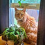 cat, orange_cat, fluffy, pet, table, potted_plant, green_plant, window, curtains, indoor, natural_light, houseplant, feline, animal, looking, wooden_surface, domestic, home, leaf, background