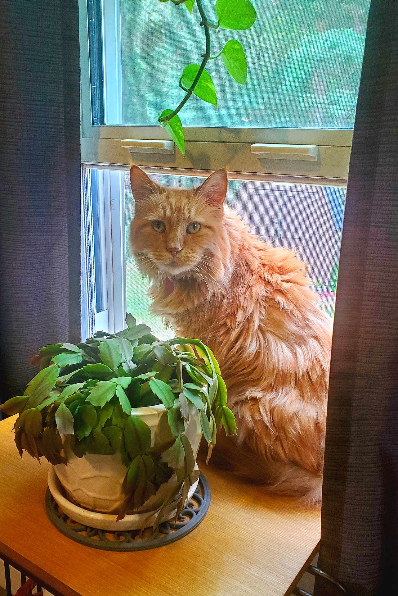 Nolly joined the competition — help win amazing prizes! cat, orange_cat, fluffy, pet, table, potted_plant, green_plant, window, curtains, indoor, natural_light, houseplant, feline, animal, looking, wooden_surface, domestic, home, leaf, background