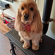 Ottis participe au concours pour gagner de l'argent avec cette photo : bandana, brown, cozy, curtains, cute, dog, fluffy, furniture, indoor, living_room, looking, pet, photo_frame, portrait, remote_control, sitting, stove, tile_floor, window, wooden_table