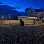Luna is registered to the contest to win money with this photo: cat, black_cat, animal, pet, sitting, outdoor, night, blue_hour, street, road, bench, fence, house, building, mountains, sky, silhouette, urban, evening, photography