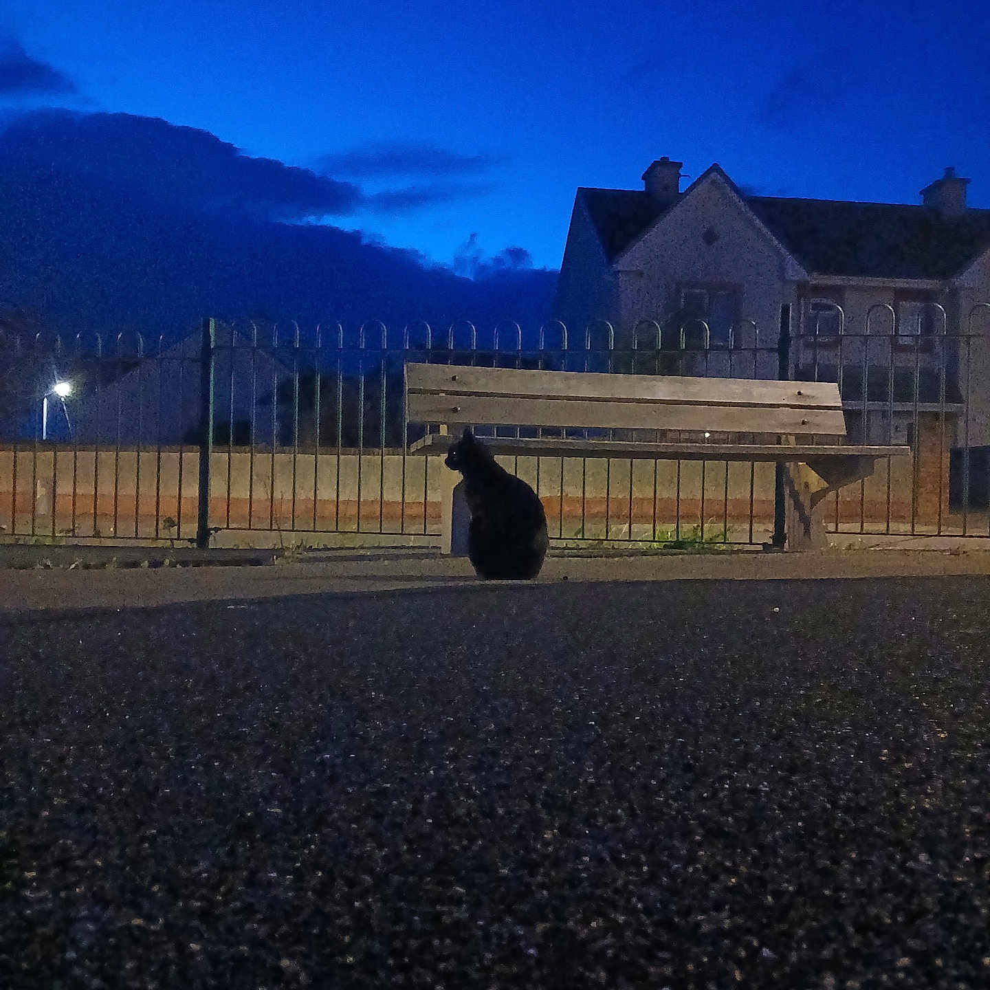 Luna is registered to the contest to win money with this photo: cat, black_cat, animal, pet, sitting, outdoor, night, blue_hour, street, road, bench, fence, house, building, mountains, sky, silhouette, urban, evening, photography