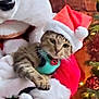 cat, santa_hat, tabby_cat, mascot_costume, dog_mascot, christmas_tree, christmas_lights, holiday, festive, decoration, person, costume, indoor, celebration, seasonal, animal, pet, holding, red, white