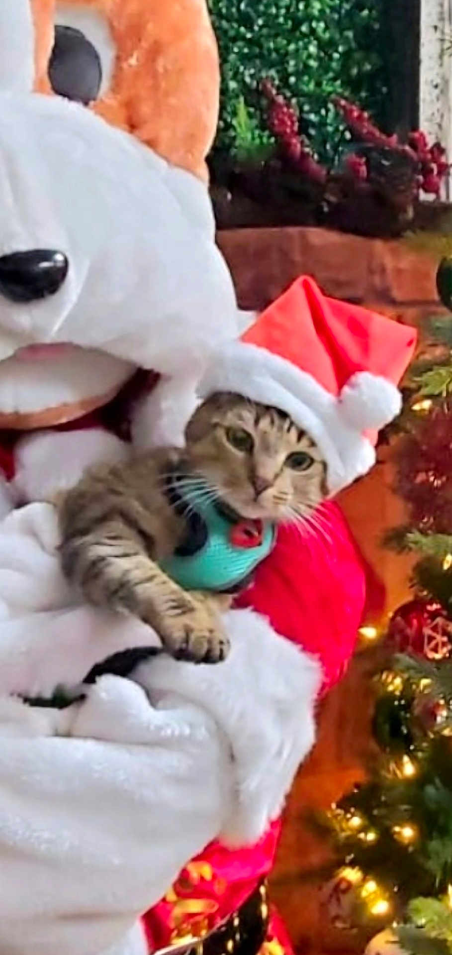 Mimi joined the competition — help win amazing prizes! cat, santa_hat, tabby_cat, mascot_costume, dog_mascot, christmas_tree, christmas_lights, holiday, festive, decoration, person, costume, indoor, celebration, seasonal, animal, pet, holding, red, white