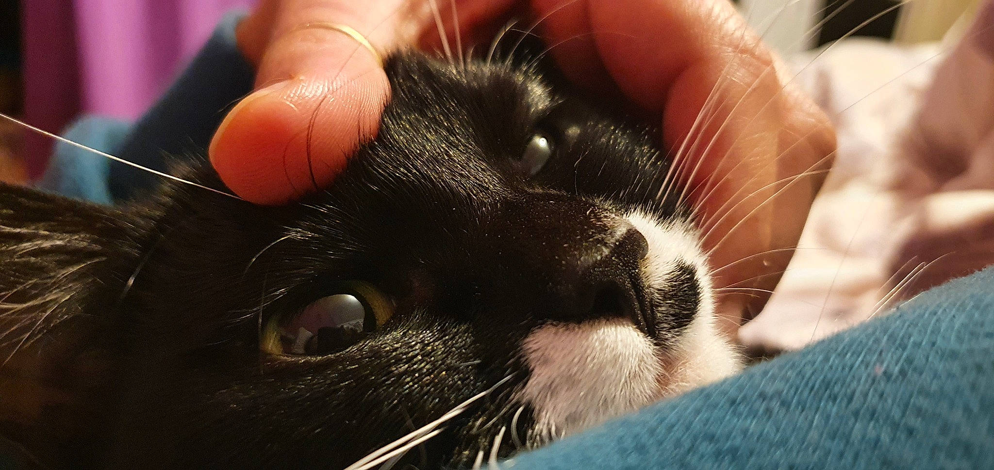 Eli a rejoint le concours — aidez-le/la à gagner de superbes lots ! black_cat, carnivore, cat, claw, comfort, domestic_short_haired_cat, ear, felidae, finger, fur, gesture, hand, iris, nail, nose, paw, small_to_medium_sized_cats, snout, thumb, whiskers