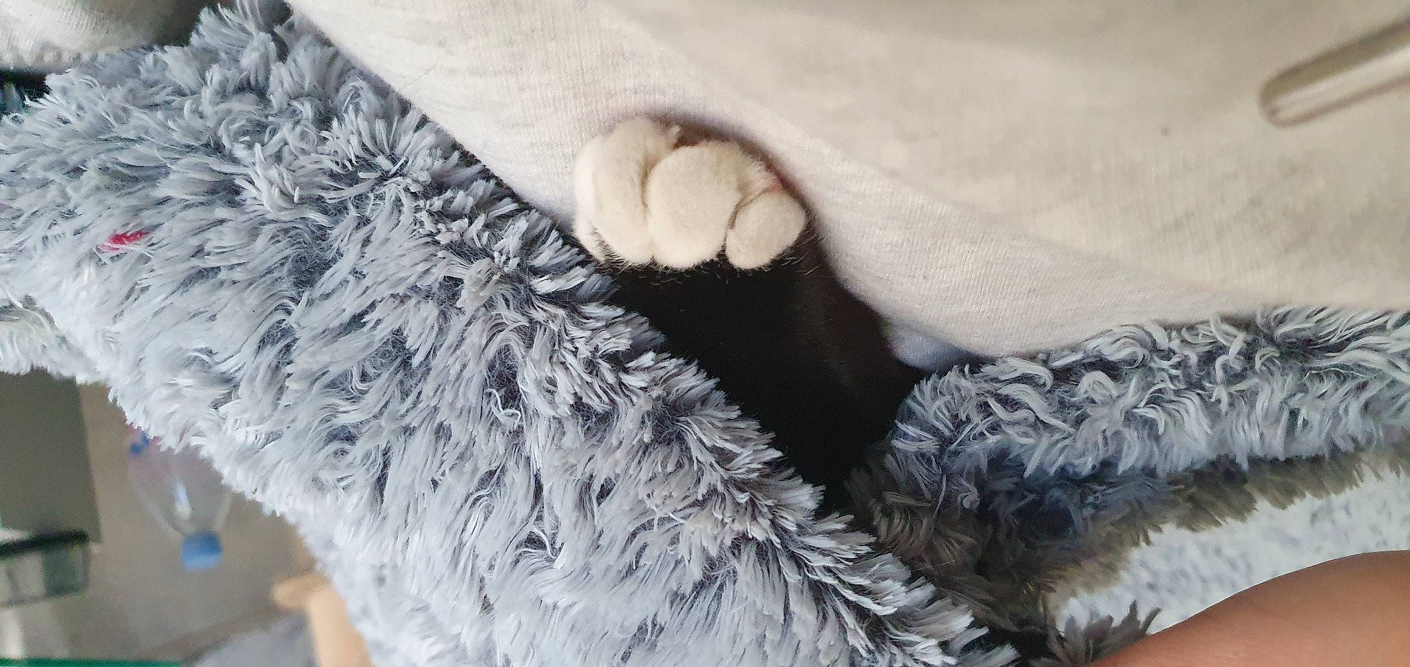 Eli participe au concours pour gagner de l'argent avec cette photo : animal_product, dog_breed, fashion_accessory, felidae, fur, fur_clothing, gesture, glove, grey, human_leg, mammal, natural_material, pattern, small_to_medium_sized_cats, sporting_group, tail, textile, whiskers, wool, woolen