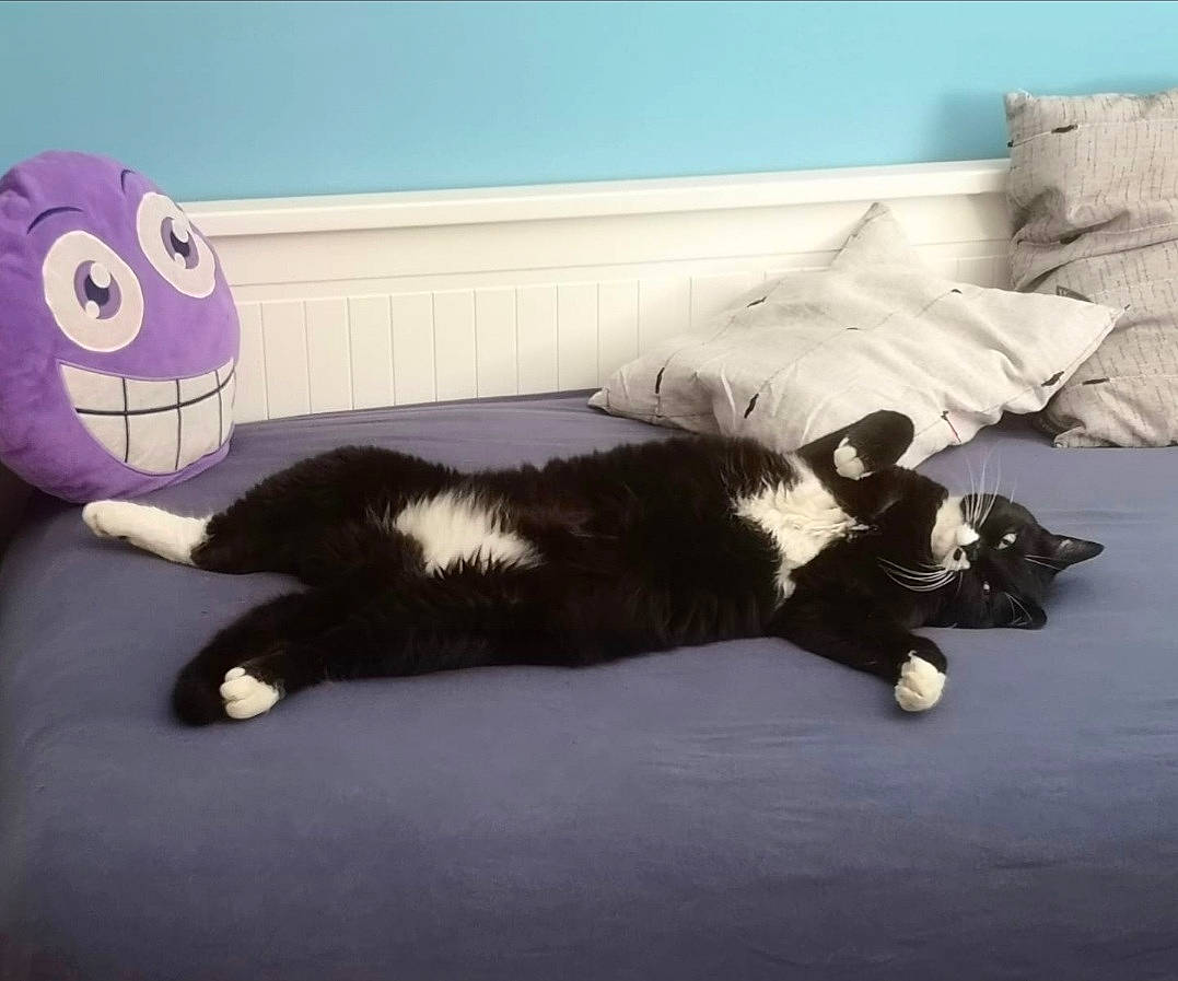 Eli a rejoint le concours — aidez-le/la à gagner de superbes lots ! carnivore, cat, comfort, couch, domestic_short_haired_cat, felidae, flooring, fur, grey, happy, linens, mammal, room, small_to_medium_sized_cats, smile, tail, textile, vertebrate, whiskers, wood