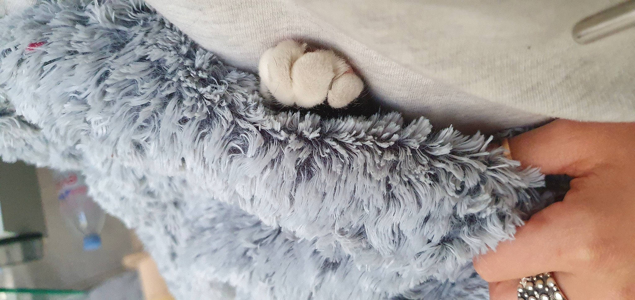 Eli participe au concours pour gagner de l'argent avec cette photo : cap, feather, fur, fur_clothing, gesture, glove, grey, human_leg, linens, pattern, plant, sleeve, tail, textile, thread, tree, whiskers, wing, wool, woolen