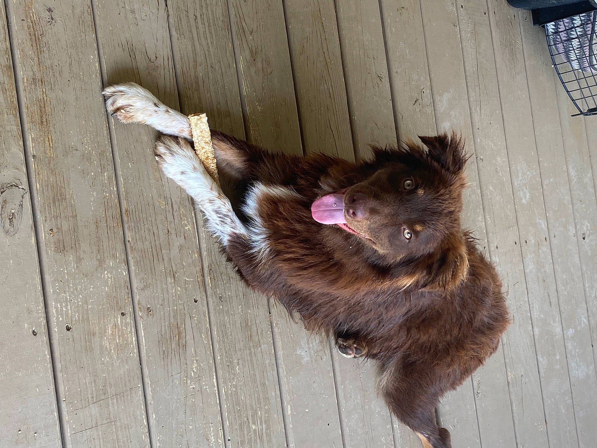 Duke joined the competition — help win amazing prizes! canidae, carnivore, claw, companion_dog, dog, dog_breed, domestic_short_haired_cat, fawn, felidae, fur, hardwood, liver, plank, small_to_medium_sized_cats, snout, sporting_group, tail, terrestrial_animal, wood, working_animal