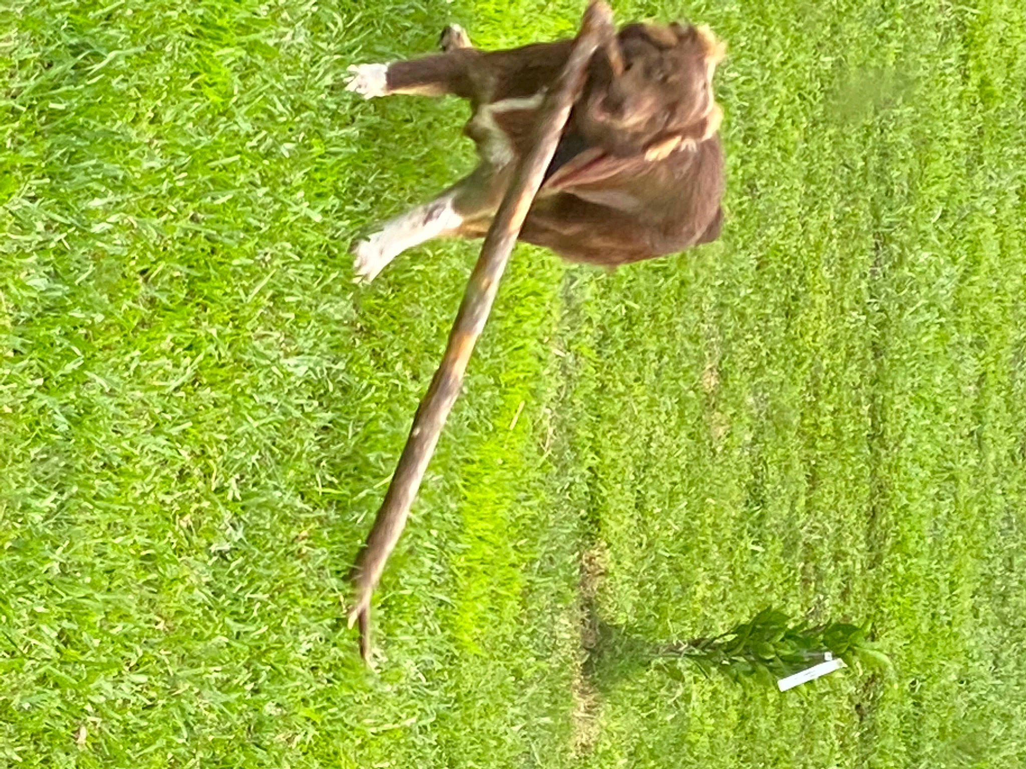 Duke is registered to the contest to win money with this photo: agriculture, companion_dog, dog, dog_breed, fawn, field, grass, grass_family, grassland, groundcover, lawn, liver, pasture, people_in_nature, plant, sporting_group, tail, terrestrial_animal, wood, working_animal