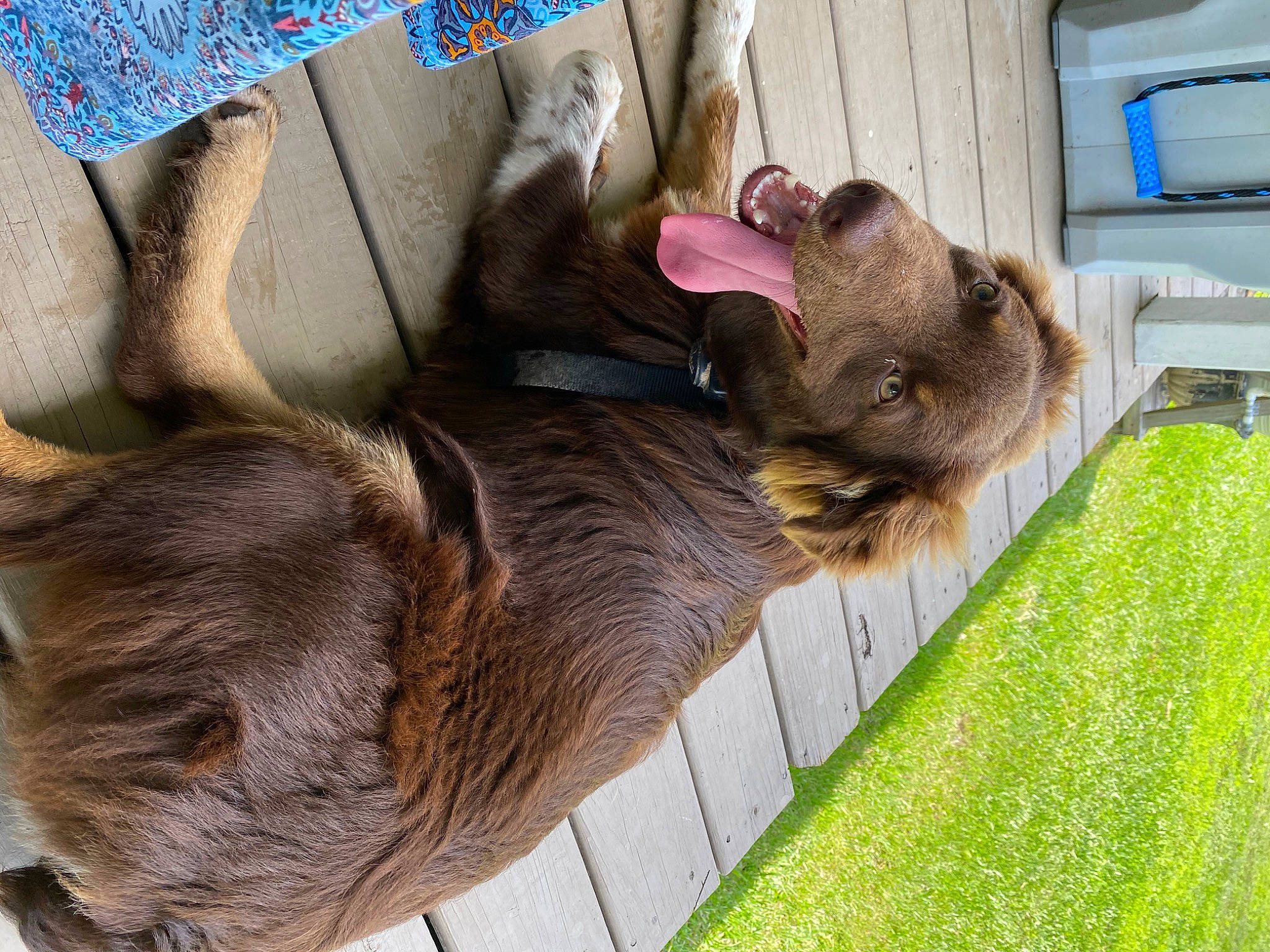 Duke is registered to the contest to win money with this photo: canidae, carnivore, collar, comfort, companion_dog, dog, dog_breed, domestic_short_haired_cat, ear, fawn, felidae, fur, grass, liver, pet_supply, plant, snout, sporting_group, terrestrial_animal, working_animal