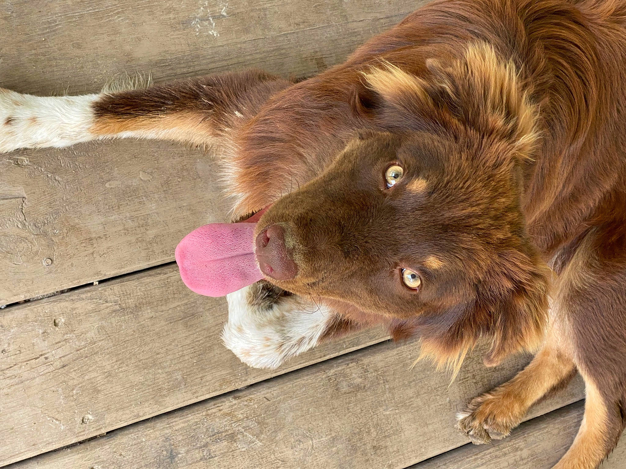 Duke is registered to the contest to win money with this photo: carnivore, companion_dog, dog, dog_breed, dog_collar, estrela_mountain_dog, fawn, flooring, foot, fur, hardwood, liver, paw, retriever, snout, sporting_group, terrestrial_animal, whiskers, wood, working_animal