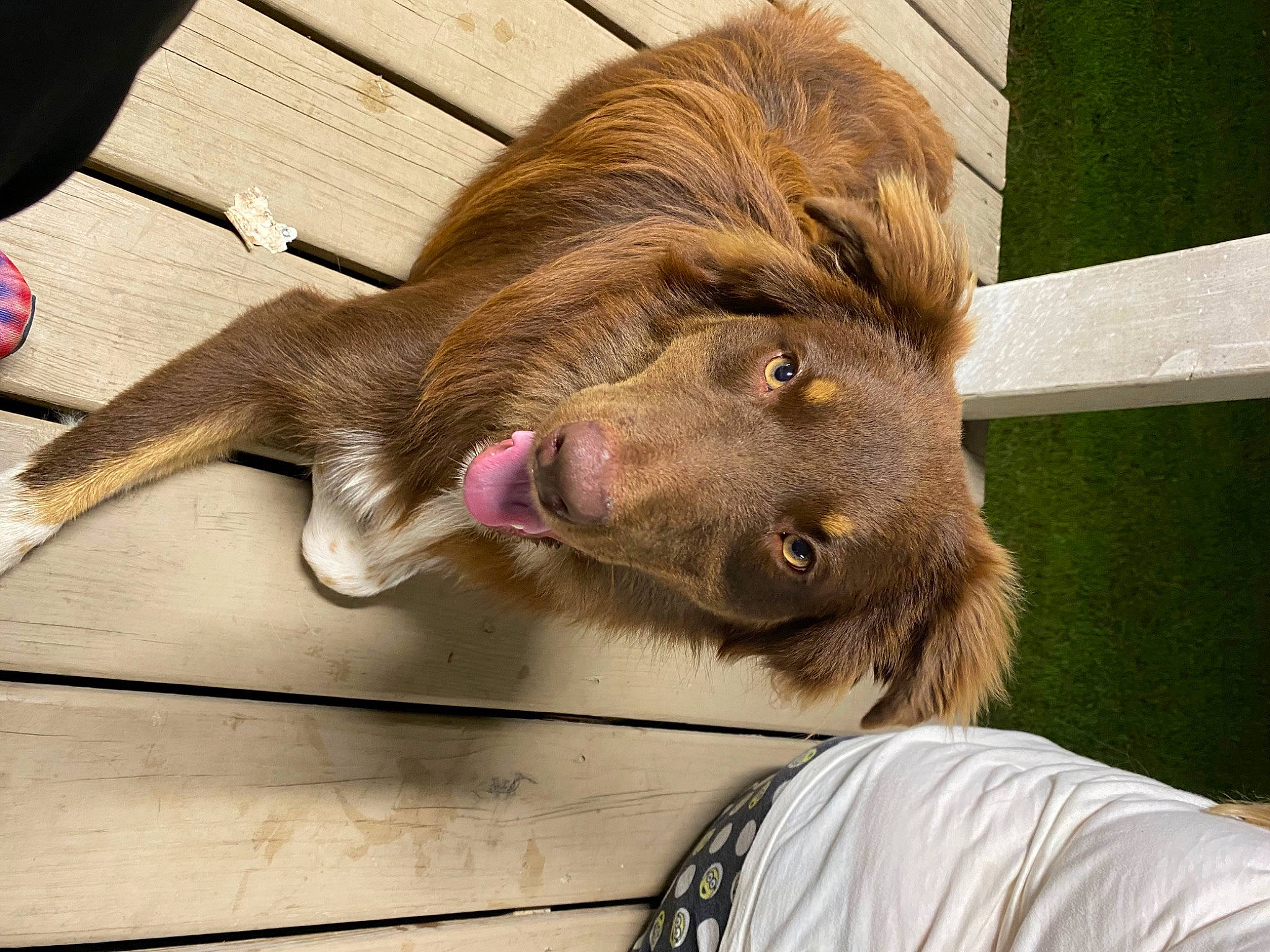 Duke is registered to the contest to win money with this photo: canidae, carnivore, claw, collar, companion_dog, dog, dog_breed, dog_collar, ear, fawn, fur, liver, natural_material, paw, snout, spaniel, sporting_group, whiskers, wood, working_animal