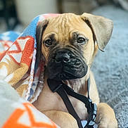 Burger joined the competition — help win amazing prizes! animal, black_nose, blanket, blurred_background, brown, closeup, collar, cozy, cute, dog, ears, face, fur, indoor, leash, pet, puppy, resting, snout, soft_texture