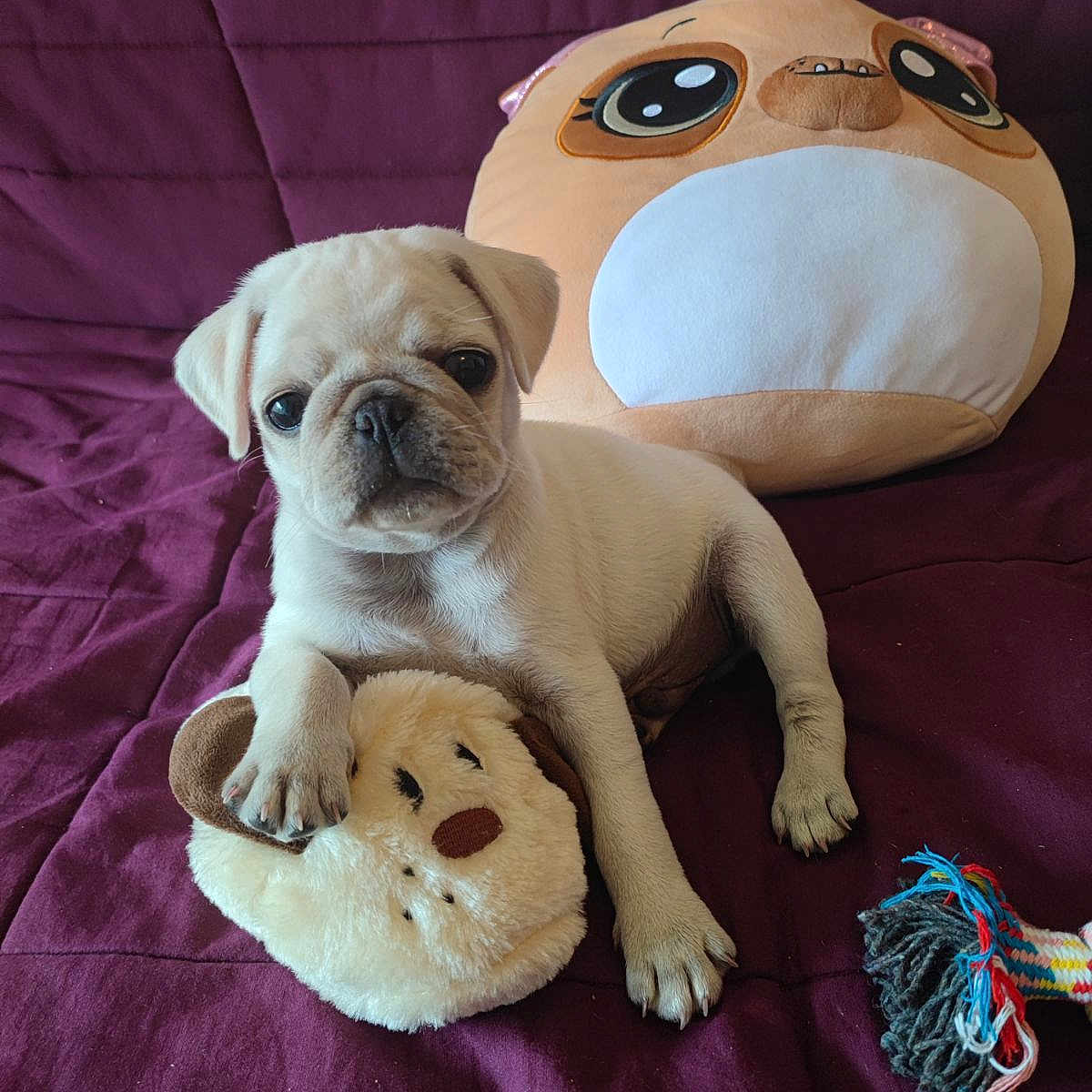 Crispy participe au concours pour gagner de l'argent avec cette photo : animal, ball, boxer, bulldog, canine, cushion, dog, football, frenchbulldog, homedecor, hound, pet, pillow, plush, pug, puppy, soccer, soccerball, sport, toy