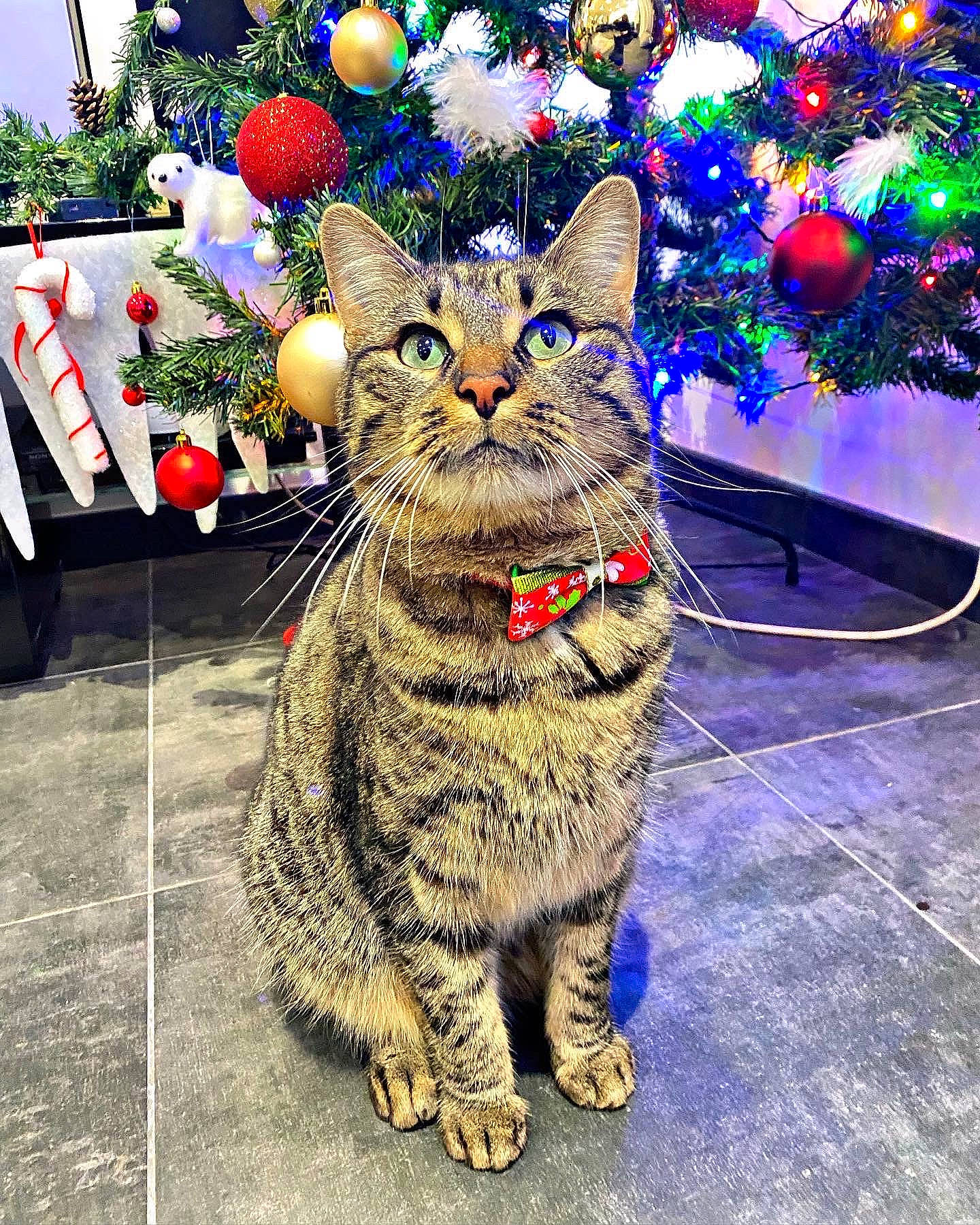 Mylow a rejoint le concours — aidez-le/la à gagner de superbes lots ! art, carnivore, cat, christmas_tree, domestic_short_haired_cat, event, fawn, felidae, flooring, fur, grass, happy, holiday, small_to_medium_sized_cats, snapshot, snout, tail, terrestrial_animal, tree, whiskers