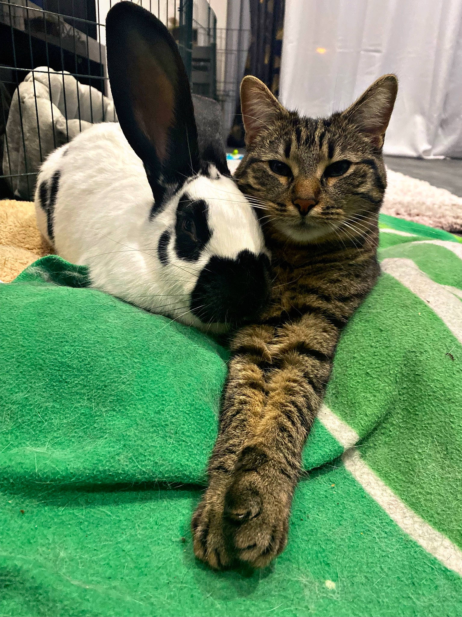 Mylow a rejoint le concours — aidez-le/la à gagner de superbes lots ! carnivore, cat, claw, comfort, domestic_short_haired_cat, eye, felidae, foot, fur, grass, nap, pattern, paw, rabbit, sitting, small_to_medium_sized_cats, snout, tail, terrestrial_animal, whiskers