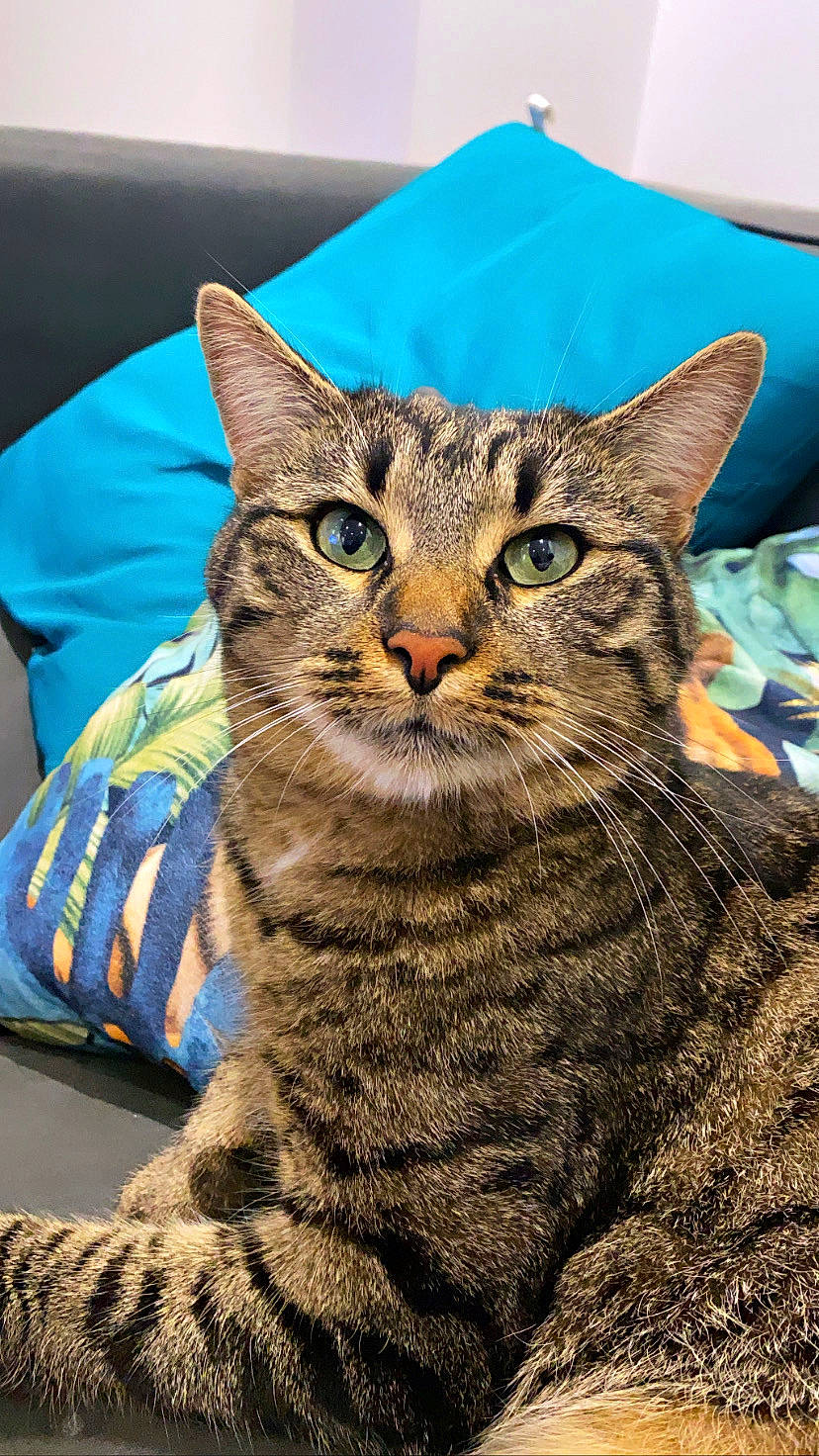 Mylow a rejoint le concours — aidez-le/la à gagner de superbes lots ! blue, carnivore, cat, close_up, domestic_short_haired_cat, electric_blue, felidae, fur, pillow, small_to_medium_sized_cats, snout, terrestrial_animal, whiskers, wildlife