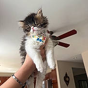 Biscuit joined the competition — help win amazing prizes! animal, appliance, bandana, cabinet, cat, ceiling_fan, cute, expression, feline, fluffy, fur, hand, holding, indoor, kitchen, kitten, person, pet, refrigerator, wall_clock