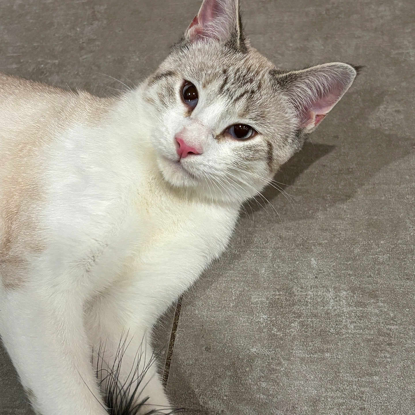 Rosalina is registered to the contest to win money with this photo: cat, pet, animal, feline, indoor, paw, toy, feather, floor, relaxed, lying, closeup, whiskers, pink_nose, ears, fur, cute, domestic, playful, calm