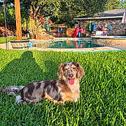 Lady joined the competition — help win amazing prizes! dog, grass, pool, sunlight, backyard, tree, shadow, house, fence, plant, flower, outdoor, pet, tongue_out, happy, summer, leisure, nature, daytime, animal