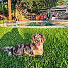 dog, grass, pool, sunlight, backyard, tree, shadow, house, fence, plant, flower, outdoor, pet, tongue_out, happy, summer, leisure, nature, daytime, animal