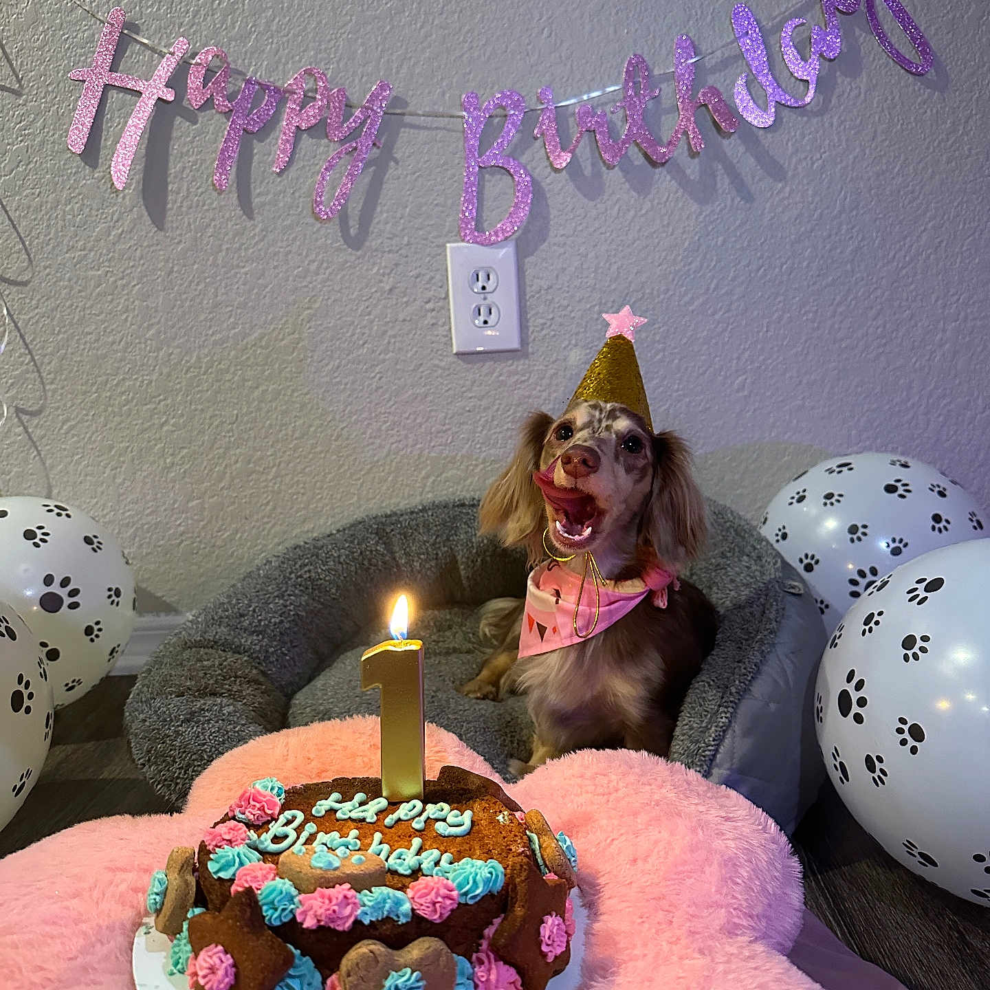 Lady joined the competition — help win amazing prizes! dog, birthday, cake, party_hat, balloons, dog_bed, pink_bandana, number_one_candle, happy_birthday_banner, paw_prints, celebration, pet, indoor, floor, wall, decorations, cute, smiling, festive, treat