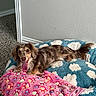 Lady joined the competition — help win amazing prizes! dog, long_hair, spotted_coat, tongue_out, bed, blanket, paw_prints, indoor, carpet, wall, baseboard, happy, pet, animal, resting, cute, small_dog, brown, pink, blue
