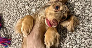 Lady joined the competition — help win amazing prizes! dog, playful, tongue_out, carpet, fur, ears, paw, hand, belly_rub, lying_down, pet, cute, domestic_animal, expression, indoor, texture, brown, tan, white, funny