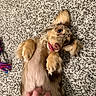 dog, playful, tongue_out, carpet, fur, ears, paw, hand, belly_rub, lying_down, pet, cute, domestic_animal, expression, indoor, texture, brown, tan, white, funny