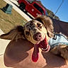 Lady is registered to the contest to win money with this photo: dog, pet, happy, tongue_out, outdoor, sunny, blue_sky, red_truck, person, arm, leash, harness, smiling, close_up, muzzle, fur, canine, daylight, residential_area, holding
