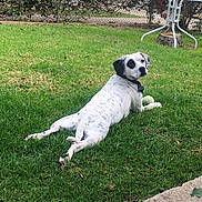Biscuit D. Jones is registered to the contest to win money with this photo: animal, backyard, black_ears, canine, collar, daytime, dog, fence, garden, grass, greenery, lawn, outdoor, pet, playing, relaxed, spotted, summer, tennis_ball, white_dog