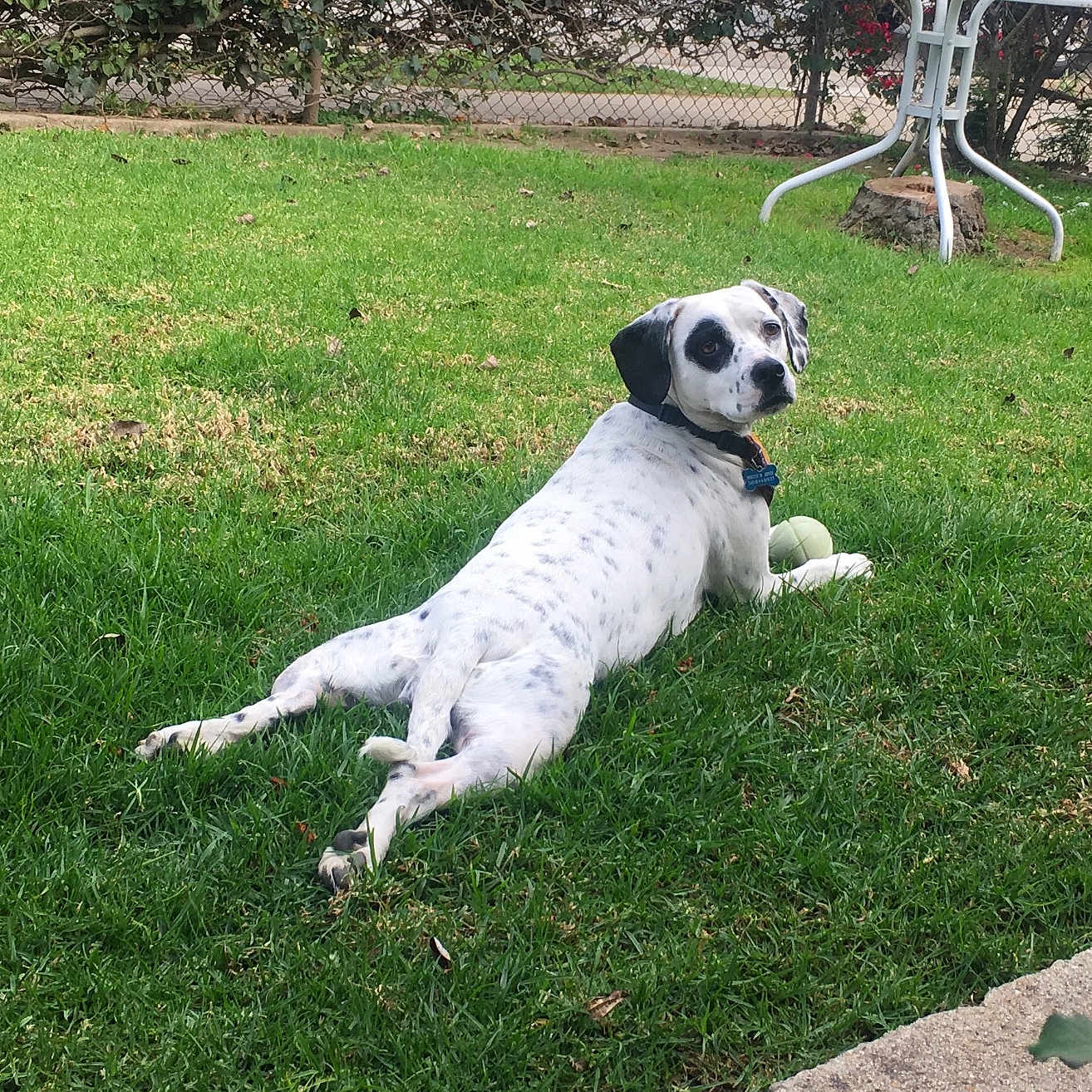 Biscuit D. Jones