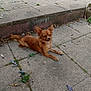 dog, small_dog, brown_dog, outdoor, patio, concrete, leaves, petals, sunlight, tire, sidewalk, relaxed, animal, canine, resting, daylight, ears_up, fur, nature, quiet