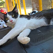 Oreo is registered to the contest to win money with this photo: cat, kitten, black_and_white_cat, dashboard, plush_toy, stuffed_animal, car_interior, rear_window, license_plate, honda_car, stretching, paw, whiskers, ear, yellow_poles, seat, reflection, sunlight, toy, background_vehicle