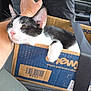 cat, kitten, tuxedo_cat, black_and_white, pink_nose, whiskers, paw, cardboard_box, car_interior, seatbelt, arm, tattoo, passenger, close_up, relaxed, sleepy, pet, travel, steering_wheel, front_seat
