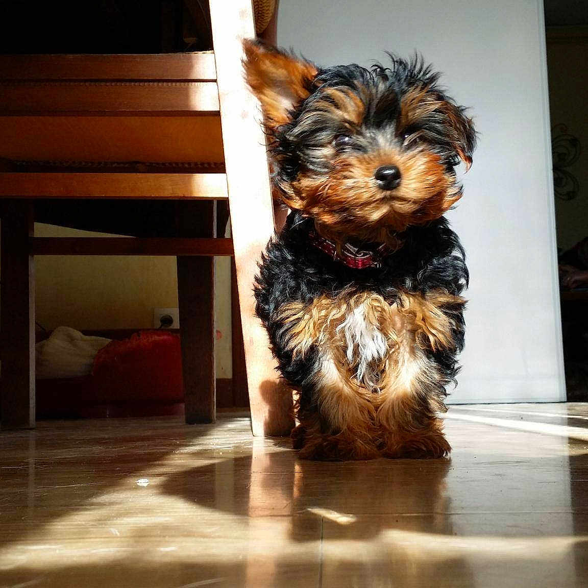 Jouky