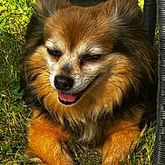 Tedy is registered to the contest to win money with this photo: animal, black_fur, brown_fur, canine, closeup, cute, daylight, dog, fluffy, grass, happy, nature, outdoor, pet, relaxing, smiling, summer, sunlight, tongue_out, white_paws